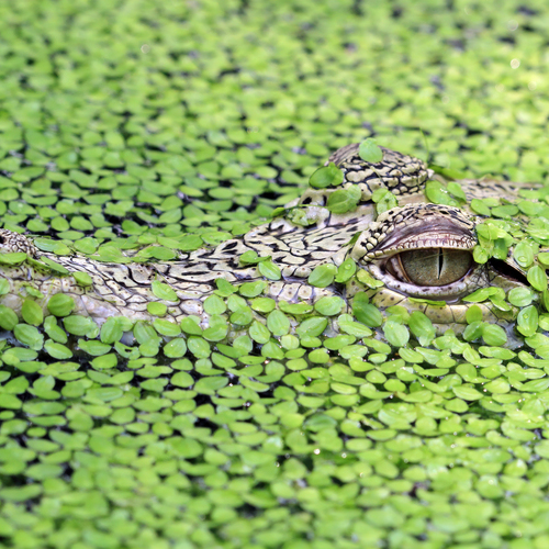 Nature-Based Solutions & Biodiversity